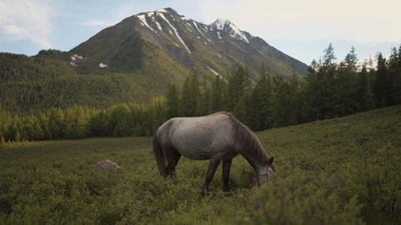 Adorable Horse In Nature - Concept For Wildlife, Ranch And Powerの写真素材