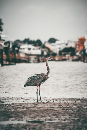 A vertical shot of the great blue heron standing against the rural background. Ardea herodias.の写真素材