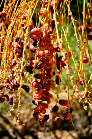 A closeup shot of dried natural dates in Al Ain Oasis in Abu Dhabiの写真素材