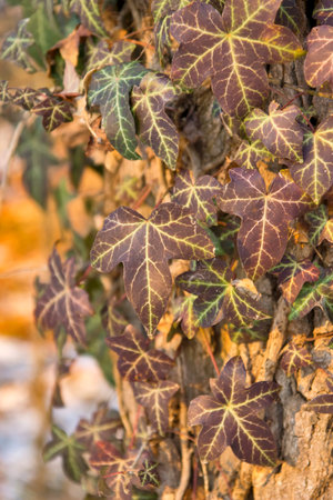 A vertical shot of ivy leavesの写真素材