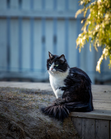 A closeup shot of a cute black and white cat with green eyes