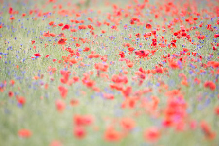 A selective focus of red poppy blooming in a fieldの写真素材