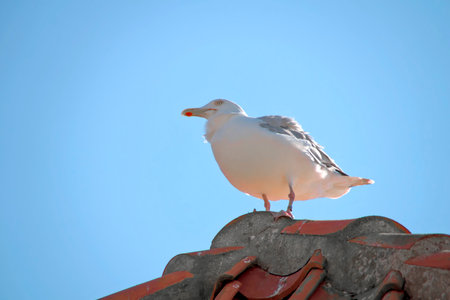 A closeup of a Seagull standing on a rooftopの写真素材