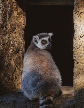 A vertical shot of a long-tailed lemur in a zoo under the sunlight
