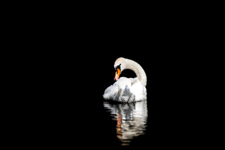 A white swan on a black backgroundの写真素材