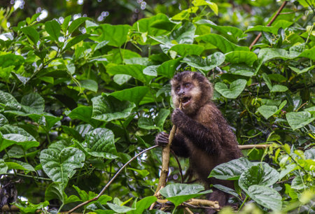 A closeup of a capuchin monkey in a tree