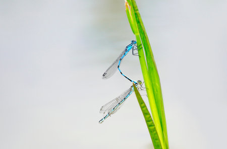 A closeup of two blue spinster dragonflies matingの写真素材