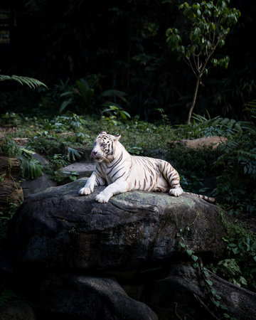 A closeup of a white tiger resting on the rock