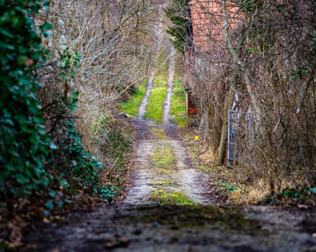 A view of a dirt road among bare trees and greenery in Grotsk, Serbiaの写真素材