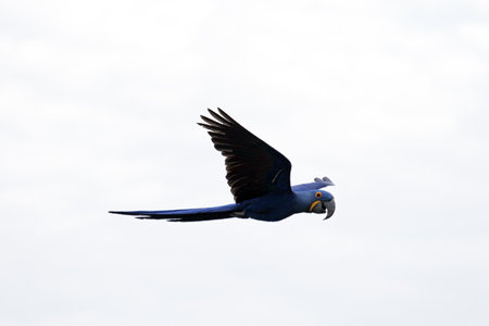 Flying hyacinth macaw, Anodorhynchus hyacinthinus, wings upの写真素材