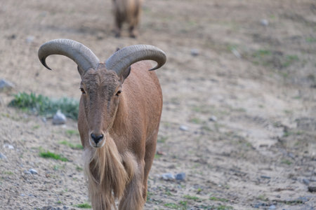 A beautiful shot of a goat in a field during the dayの写真素材
