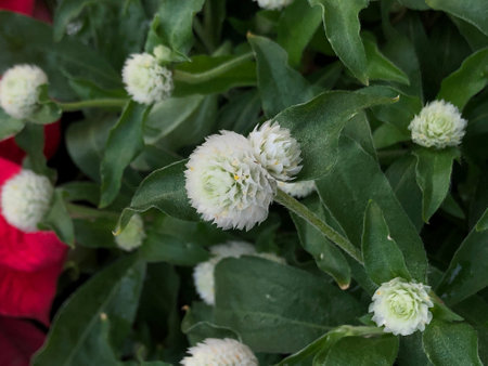 A closeup shot of beautiful flower