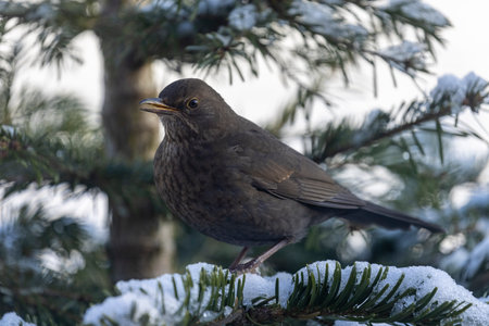 Blackbord on a branch in the snow