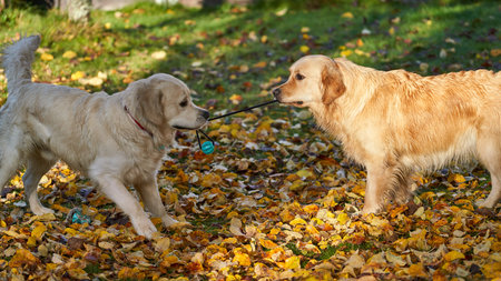 A couple of golden retrievers playing in a park