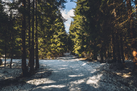 A closeup of a Forest road at the end of winterの写真素材