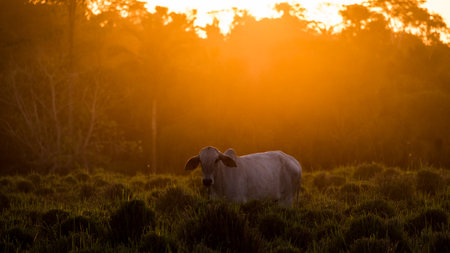 A scenic view of a cow on the field during a bright sunset in Brazilの写真素材