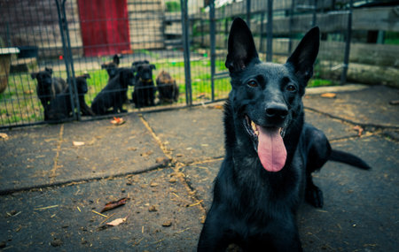 A closeup of a big black Dutch Shepherd sitting and sticking toungue outsideの写真素材