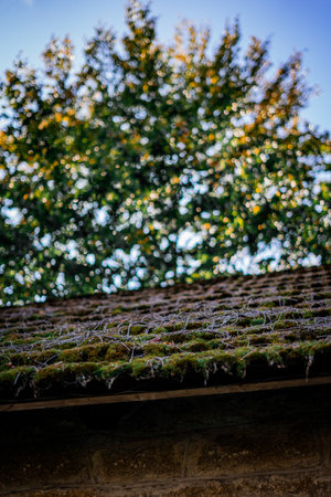 A vertical shot of a roof of a house covered in moss