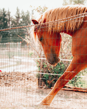 A beautiful shot of a brown horse in a field during the dayの写真素材