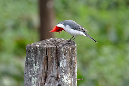 Red crested, Paroaria coronata, cardinal in the Brazilian Pantanal