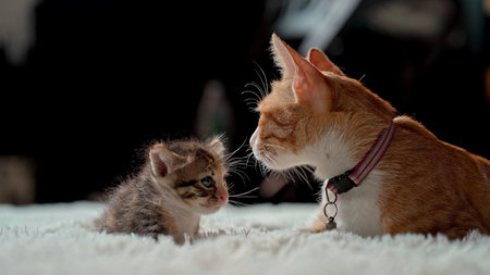 Cat Posing In Front Of Camera. Ideal Concept For Pets, Animals And Domestic Comfort