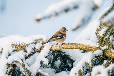 A closeup shot of a bird on a branch of a tree in a snowy forestの写真素材