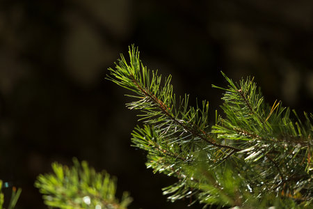 A closeup shot of a branch of a pinetree in a forest