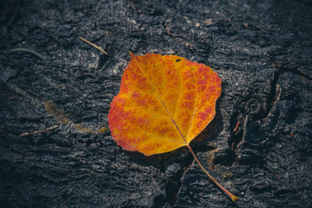A closeup of a beautiful yellow leaf on wood surfaceの写真素材
