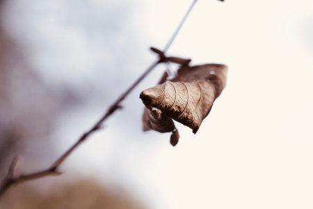 A closeup of the dry leaf on the branch. Shallow focus.