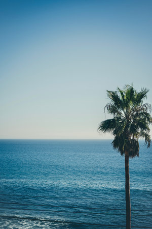 A vertical shot of a palm tree on Malibu beach under a blue sky on a sunny dayの写真素材