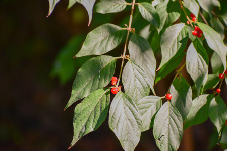 A closeup shot of amur honeysuckle plant