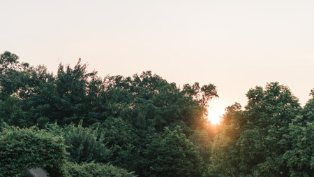 The green trees with the sun shining through, artsy aesthetic
