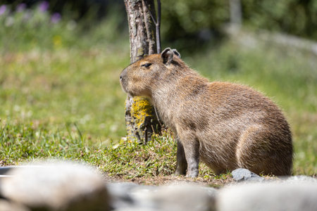 A closeup shot of a small capybara in a forest