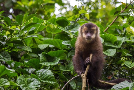 A closeup of a capuchin monkey in a treeの写真素材