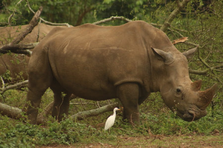 A closeup shot of a rhino in a forest during the dayの写真素材