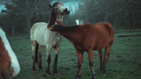 Adorable Horse In Nature - Concept For Wildlife, Ranch And Powerの写真素材