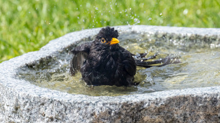Time for a blackbird bath in the summer time