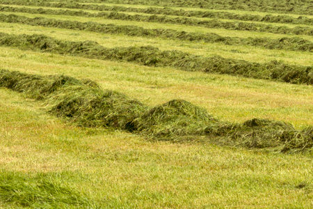 A photo of hay field fresh cut grassの写真素材