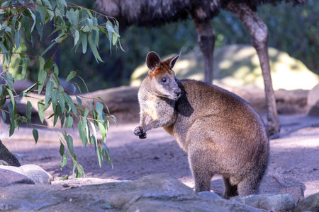 A small kangaroo under a tree on a fieldの写真素材
