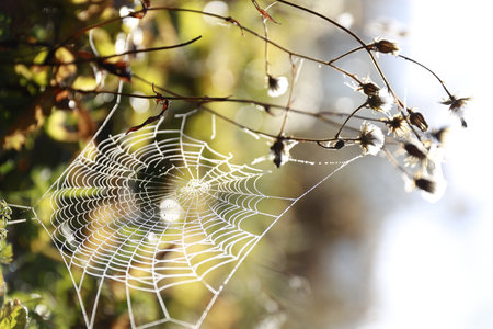 A closeup shot of a spider's web in a forest during the dayの写真素材