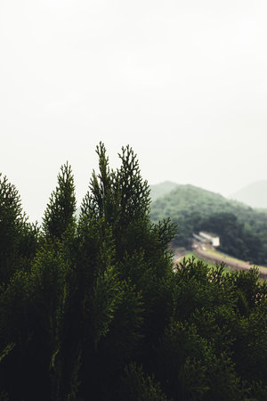 A vertical shot of a forested mountain