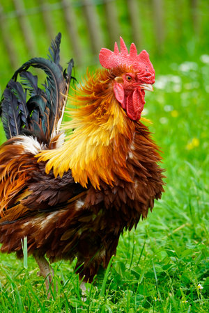 A vertical shot of a rooster on a green meadow during daylight