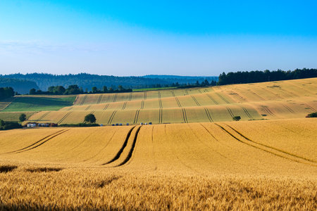 A scenic view of yellow wheat fields in a rural area on blue sky background
