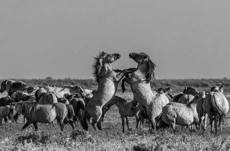 A grayscale shot of stallions fighting in the fieldの写真素材