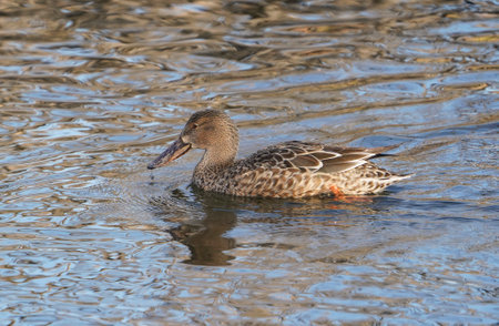 Northern shoveler (Spatula clypeata) a female in winter plumage, Andalucia, Spain.の写真素材