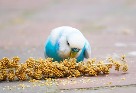 A close-up shot of a cute blue and white budgie nibbling on a millet cob