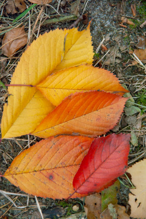 A vertical shot of colorful leaves on the ground