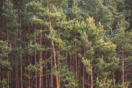 A beautiful view of a pine forestの写真素材