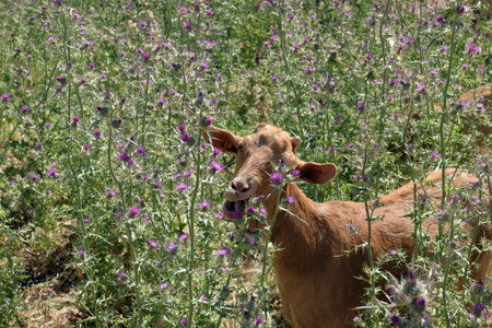 Goat eating thistles in a meadow in Andalucia, Spainの写真素材