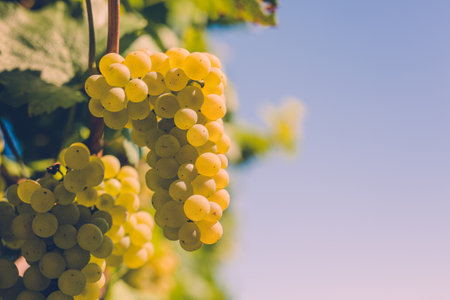 A closeup shot of ripe grapes in a vineyardの写真素材